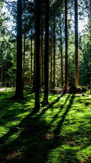 蜘蛛池有没有效果截图3