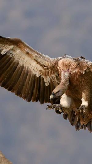 常规seo工具截图2