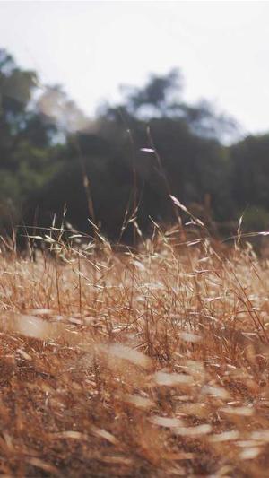 蜘蛛池软件公司截图2