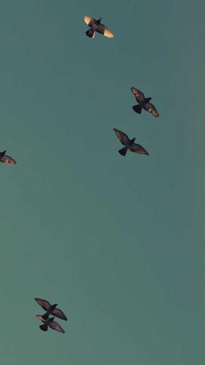 免费蜘蛛池搭建方法截图4