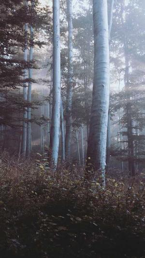 天津seo诊断截图5