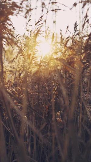 蜘蛛池没有网站能做吗截图2