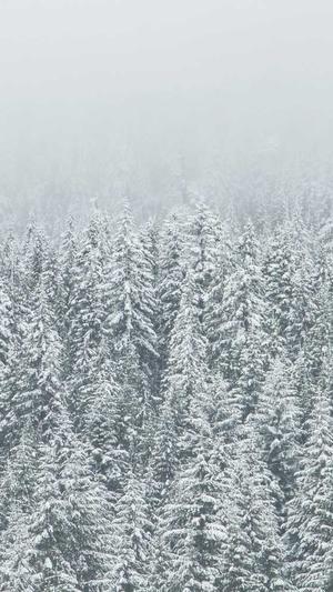 百度红蜘蛛池免费版截图2