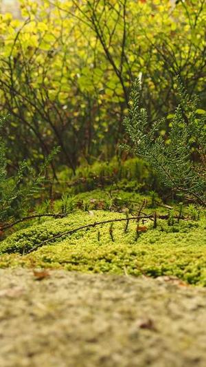 手机wap网站建设截图2