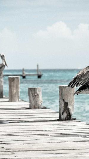 蜘蛛池辅助工具截图3