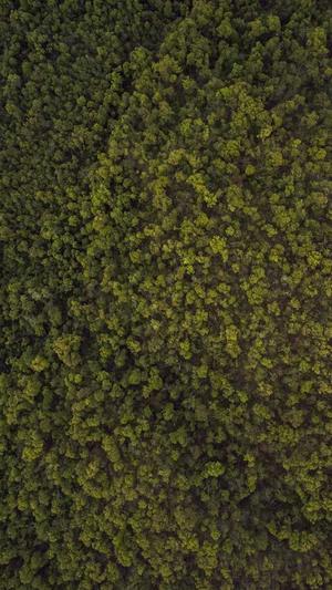 武汉seo万词霸屏工具截图1